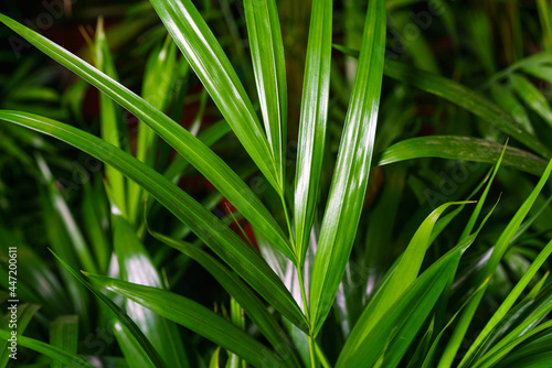 Close-up on the leaves of a bamboo palm (chamaedorea seifrizii) of indoor plants, green leaves of indoor palms. Natural green leaves background