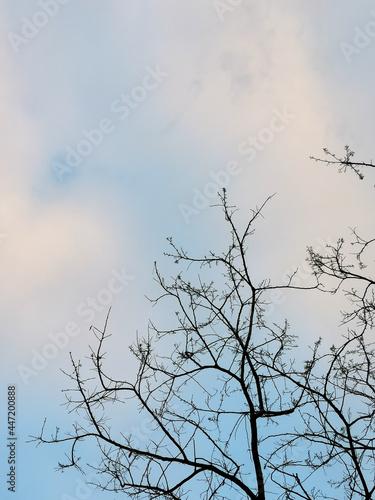 tree branches against blue sky © Supasan 