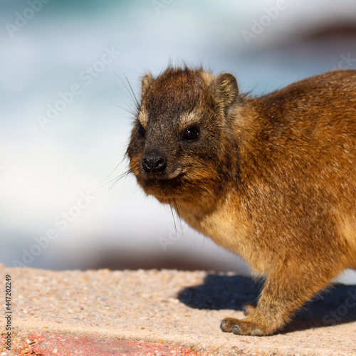 Hyrax or dassie at the Point Mossel Bay photo
