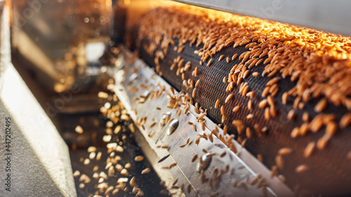 Machine drying wheat grains on conveyor