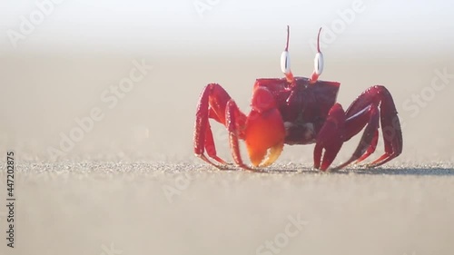 Ghost crab shuffling into shot on beach, closeup shallow depth of field