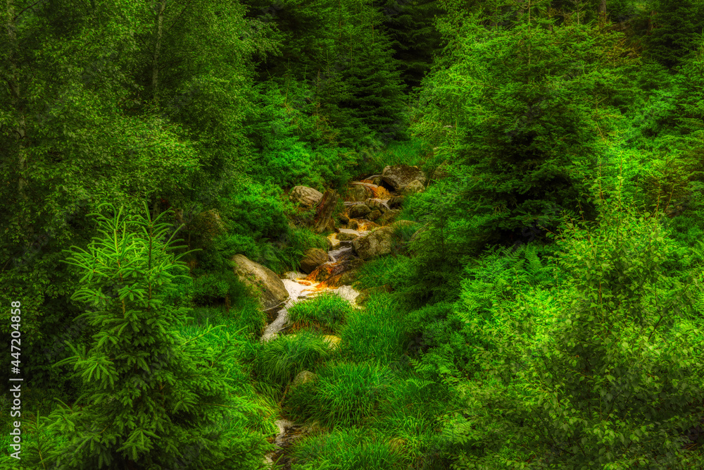 Obraz premium moss on the rocks