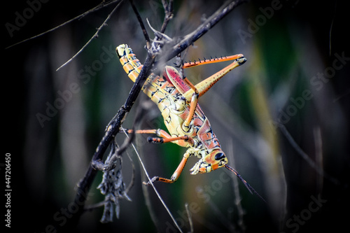 Eastern Lubber Grasshopper on a stick.
