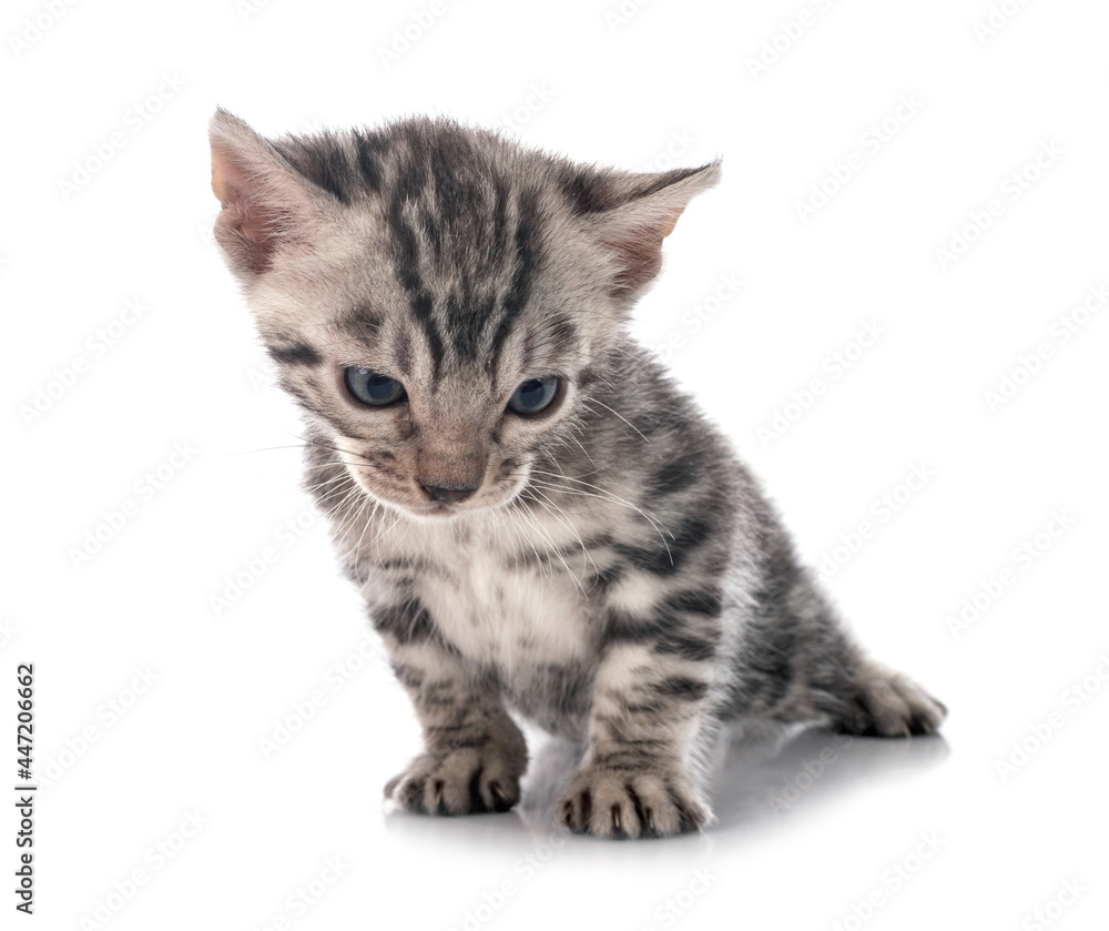 bengal kitten in studio bengal kitten in studio