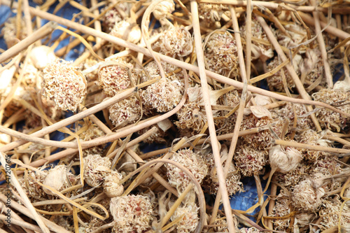 garlic being dried after harvest. © Kyle Lee