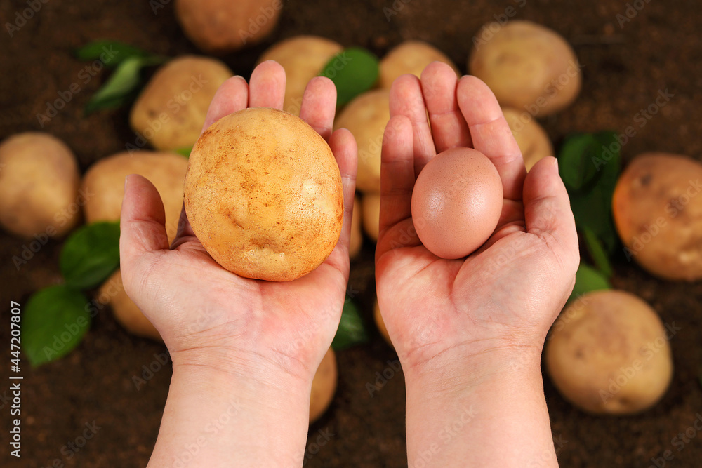 The hand of a man holding potatoes and eggs on the soil. The hand of a man holding potatoes and eggs on the soil.