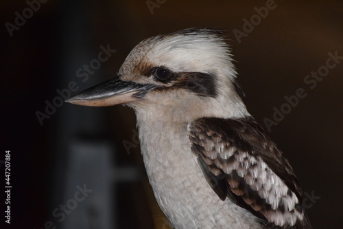 close up of a bird 1