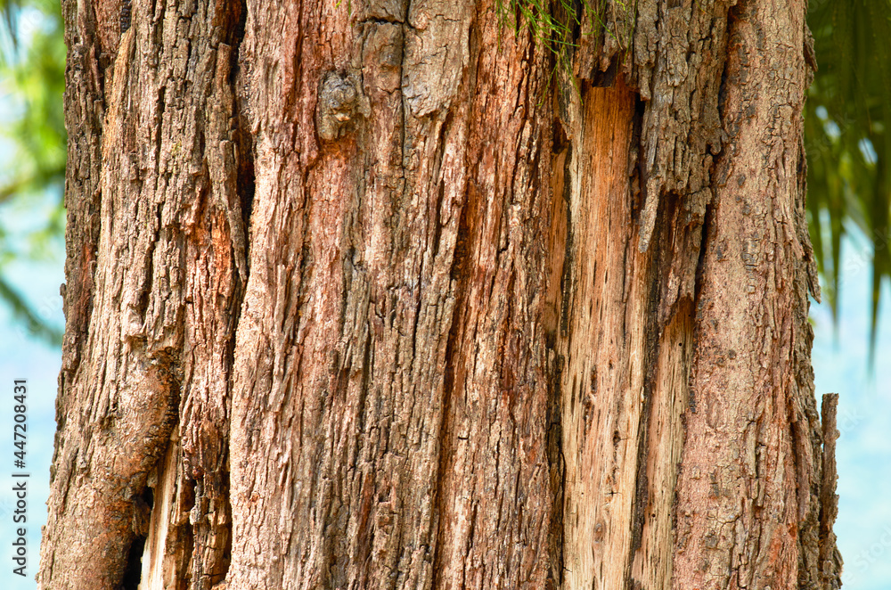 Obraz premium corteza