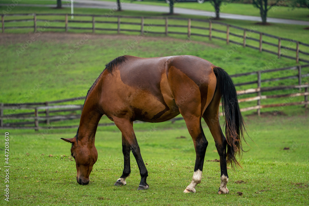 Fototapeta premium Horse in a field grazing
