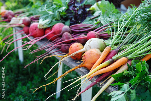 Carrots and beets of different varieties with green tops. Healthy food.