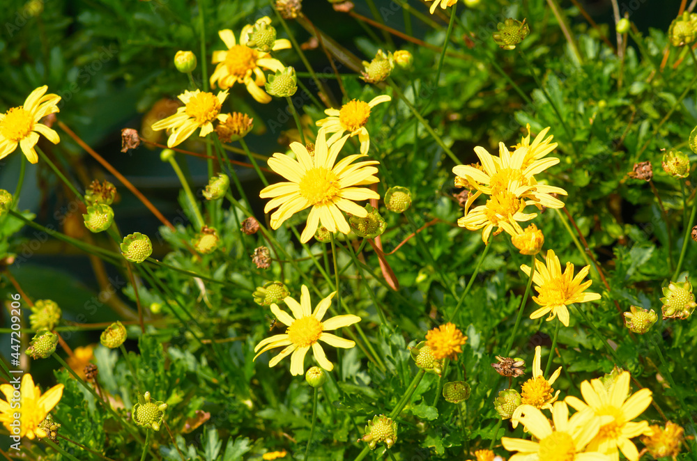 Obraz premium amarillo