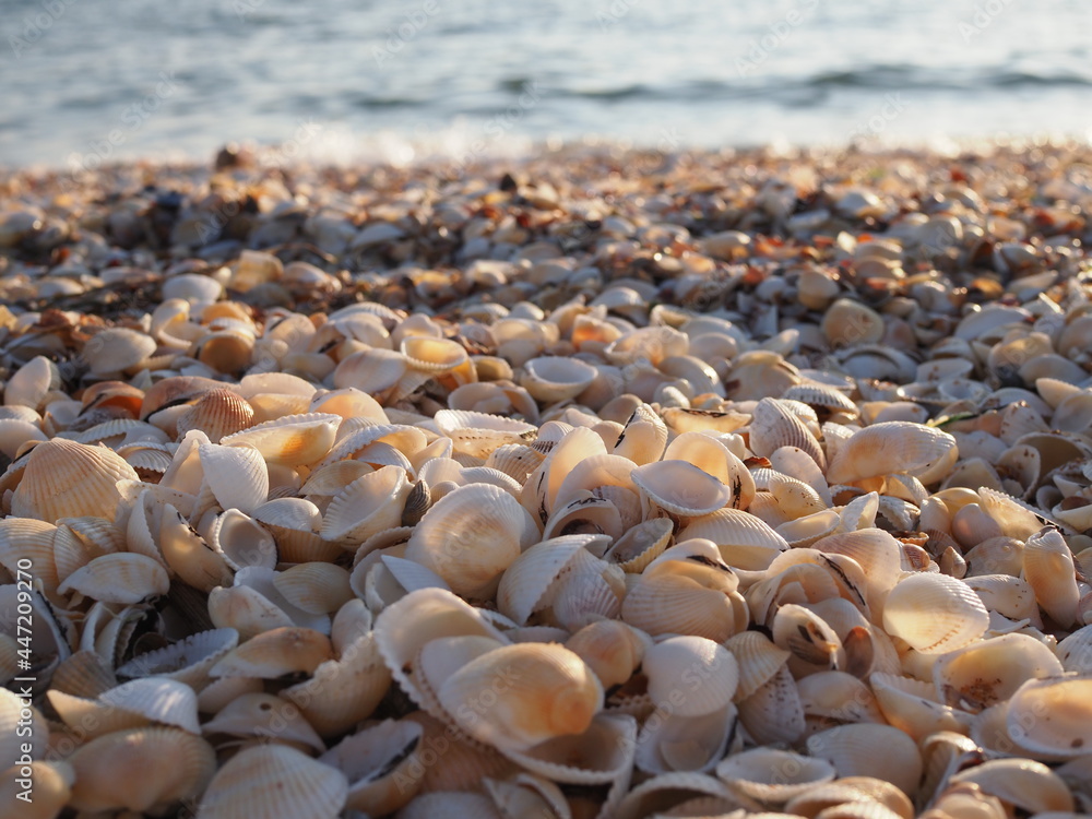 Fototapeta premium Beautiful seashell beach at sunset by the sea