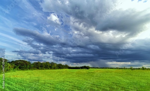 Green wheat field. Summer storm landscape. Beautiful clouds. Epic Nature landscape.Rapeseed fileds with clouds above.Green field, fresh air under beautiful sky and clouds