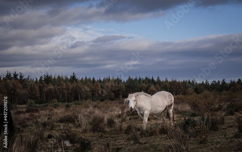 White Majestic Horse Standing in a Scottish Field Pasture Meadow Surrounded by a Landscape of Blue Sky and Field of Grass