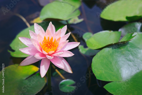 beautiful pink lotus in pond