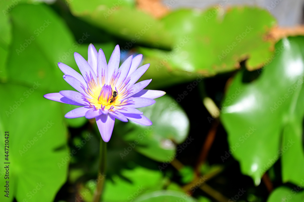Closeup of Beautiful Purple lotus Flower is blooming with green leaf in the pond. Closeup of Beautiful Purple lotus Flower is blooming with green leaf in the pond.