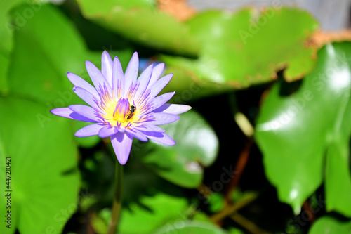 Closeup of Beautiful Purple lotus Flower is blooming with green leaf in the pond. 