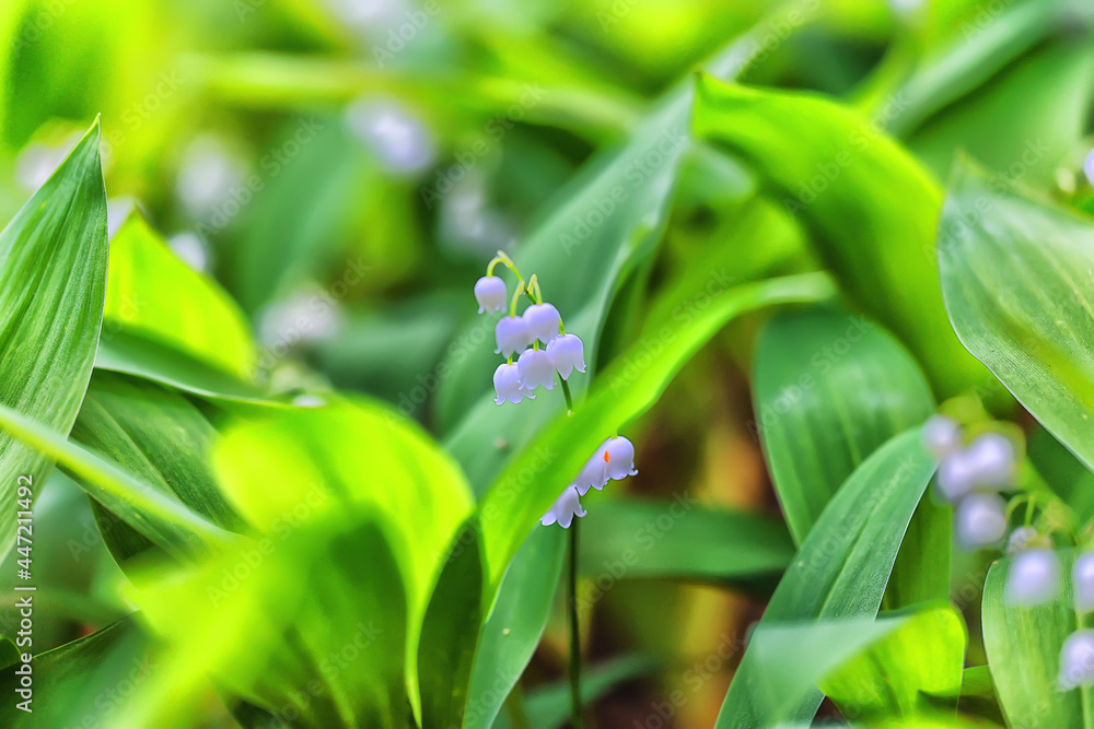lilies of the valley leaves green background, nature fresh green garden texture lilies of the valley leaves green background, nature fresh green garden texture