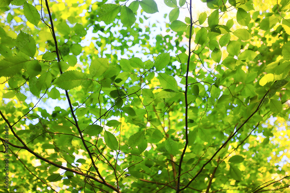 green leaves tree branches background summer abstract season summer nature young forest green leaves tree branches background summer abstract season summer nature young forest