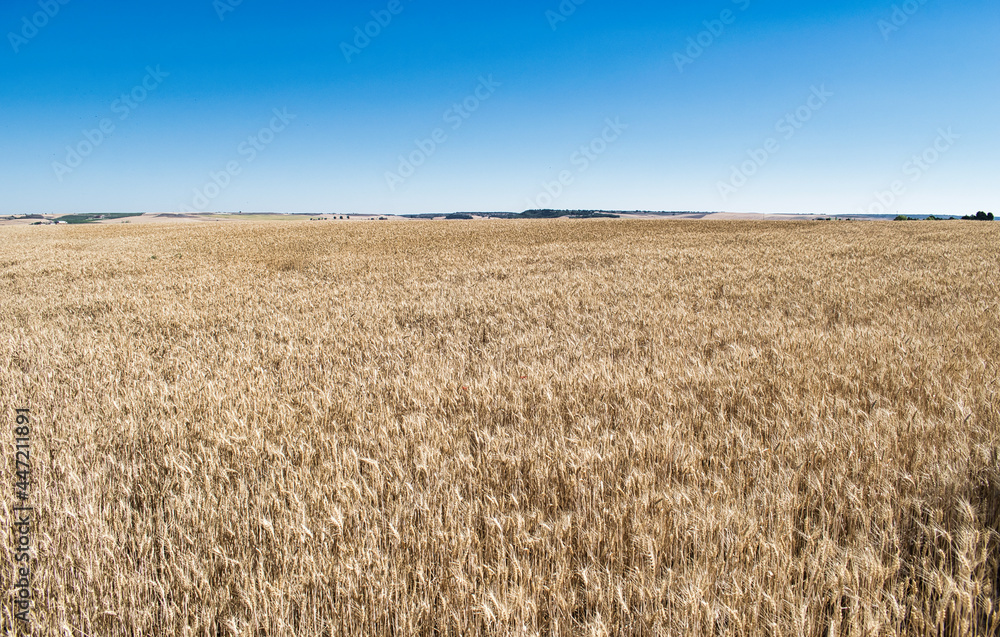 Terreno sembrado con cebada ya seca durante el verano