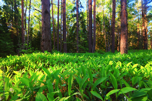 lilies of the valley landscape in the forest background, view of the forest green season