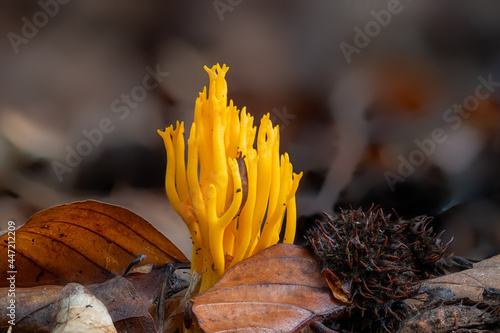 yellow sticky hornling ,Calocera viscosa, mushroom on the forest floor photo