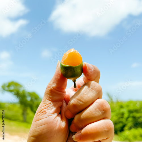 Delicious Quenepas from Puerto Rico