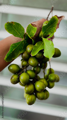  Green spanish lime from Puerto Rico