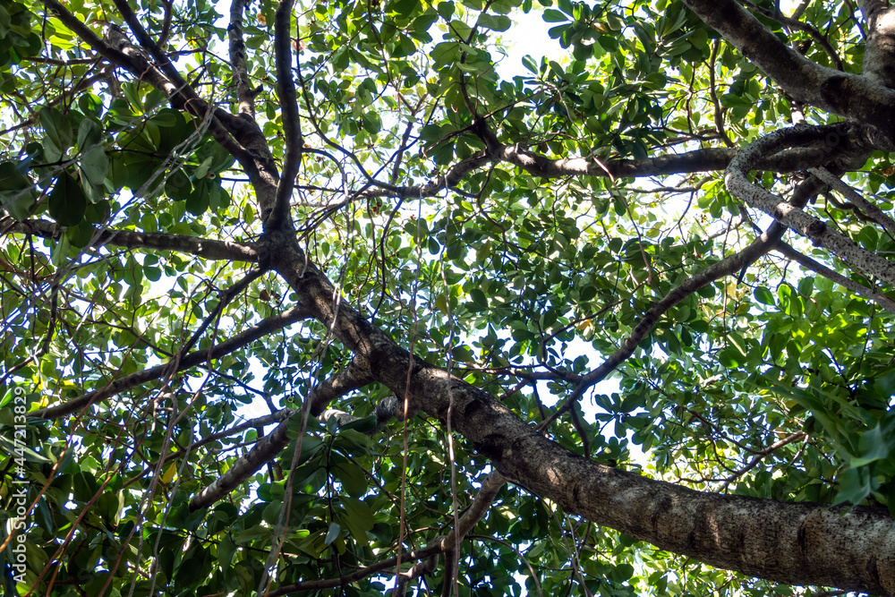 Aerial roots of Copy Clusia tree Aerial roots of Copy Clusia tree