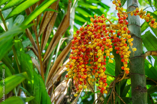 Bunch of red and yellow Areca catechu fruits. The tree is also known as areca palm, areca nut palm, betel palm, betel nut palm, Indian nut, Pinang palm and catechu. photo