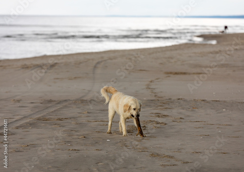 Golden retriever plays in the water on the beach