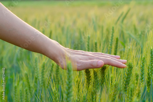Hands over barley farm