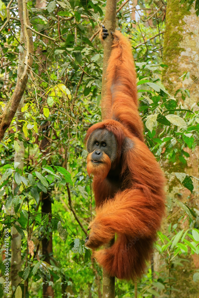 Obraz premium Male Sumatran orangutan hanging in trees in Gunung Leuser National Park, Sumatra, Indonesia