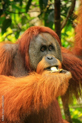 Portrait of male Sumatran orangutan in Gunung Leuser National Park, Sumatra, Indonesia