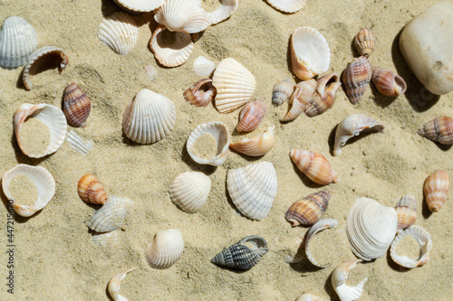 Seashells in the sand. Sandy beach with shells. Holidays by the sea, vacations
