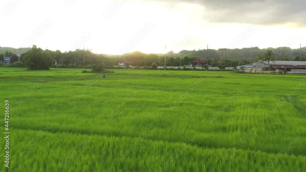 Aerial view of the green and yellow rice field landscape different pattern at morning Nan province in the northern thailand. Aerial view of green rice fields in the morning Aerial view of the green and yellow rice field landscape different pattern at morning Nan province in the northern thailand. Aerial view of green rice fields in the morning
