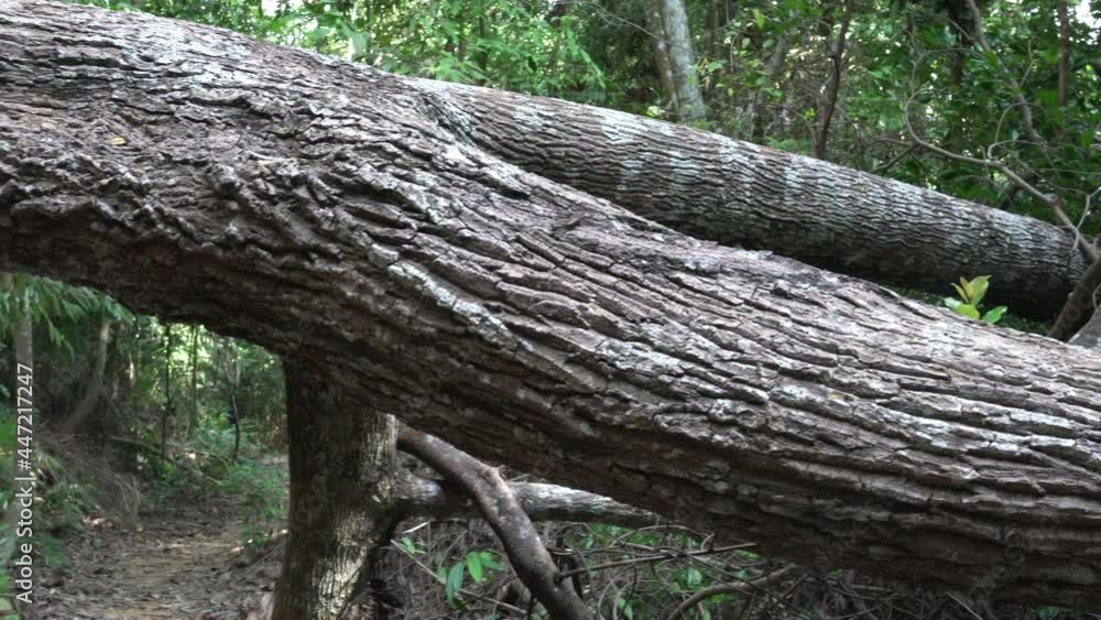 Fallen tree inside forest, blocking hiking trail. Slide shot. Fallen tree inside forest, blocking hiking trail. Slide shot.