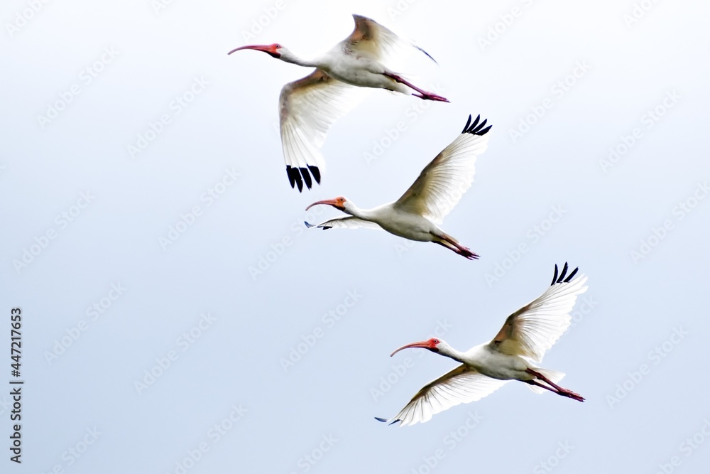 Obraz premium three white ibis flying in light blue sky