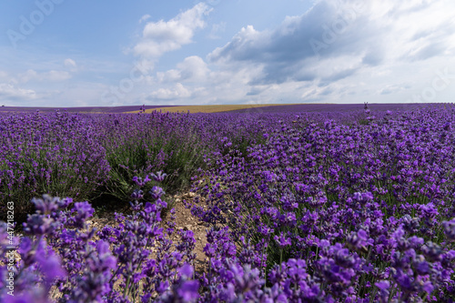 Blooming lavender in the summer. lavender blooming scented flowers.