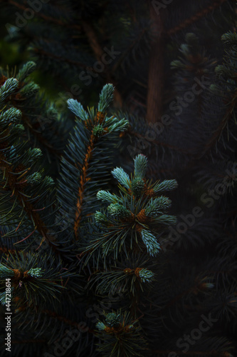 Coniferous tree wallpaper for your phone