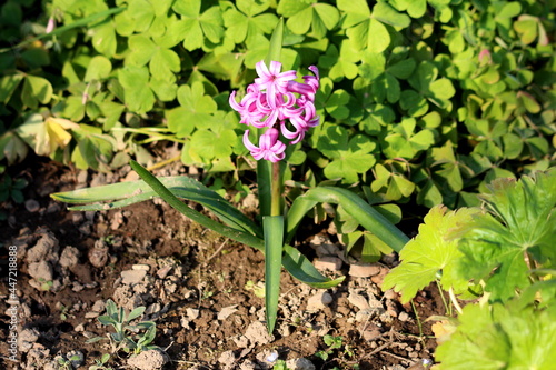 Single Hyacinths or Hyacinthus flowering plant full of small dark pink fully open blooming flowers growing in single spike or raceme with long pointy dark green leaves surrounded with dry soil