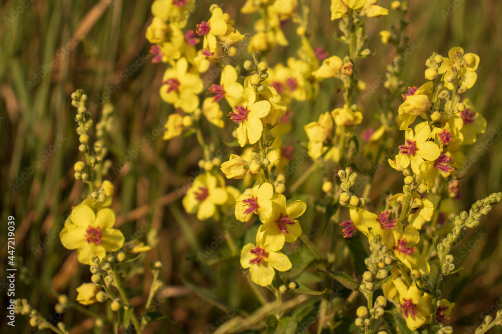 Large Flowered Mullein , Mullein, Verbascum densiflorum Large Flowered Mullein , Mullein, Verbascum densiflorum