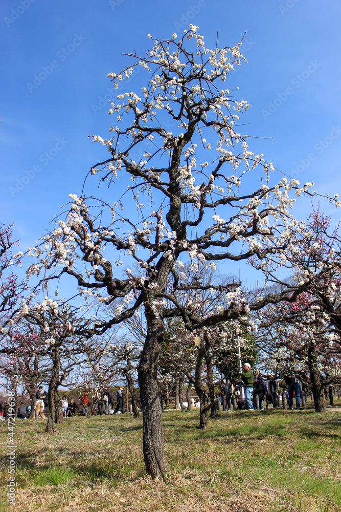 Japanese plum blossom