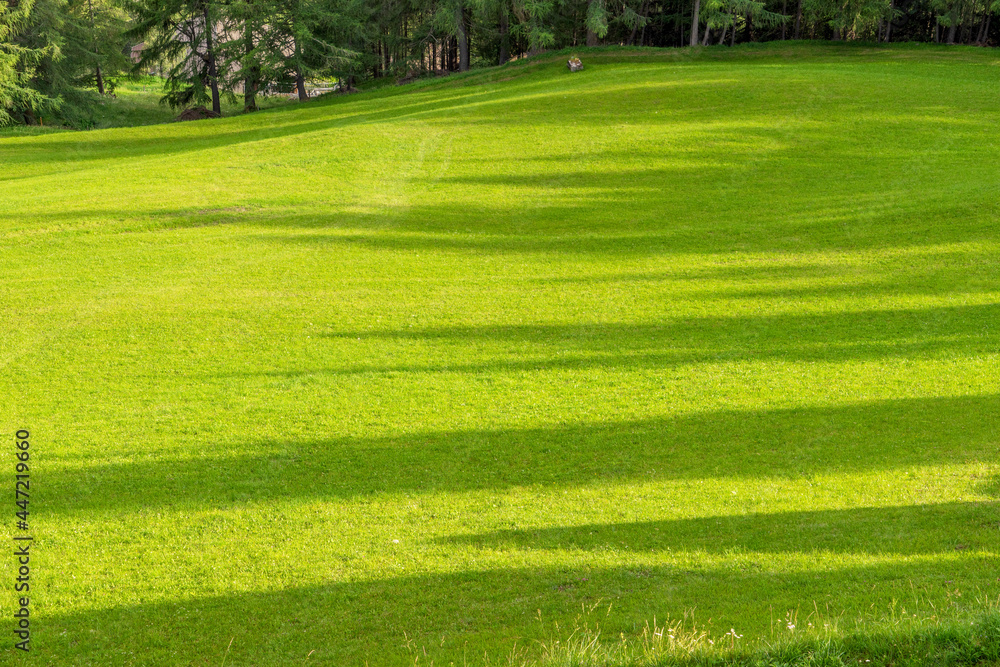 Obraz premium Shadows of trees in the meadow at sunrise. Summertime