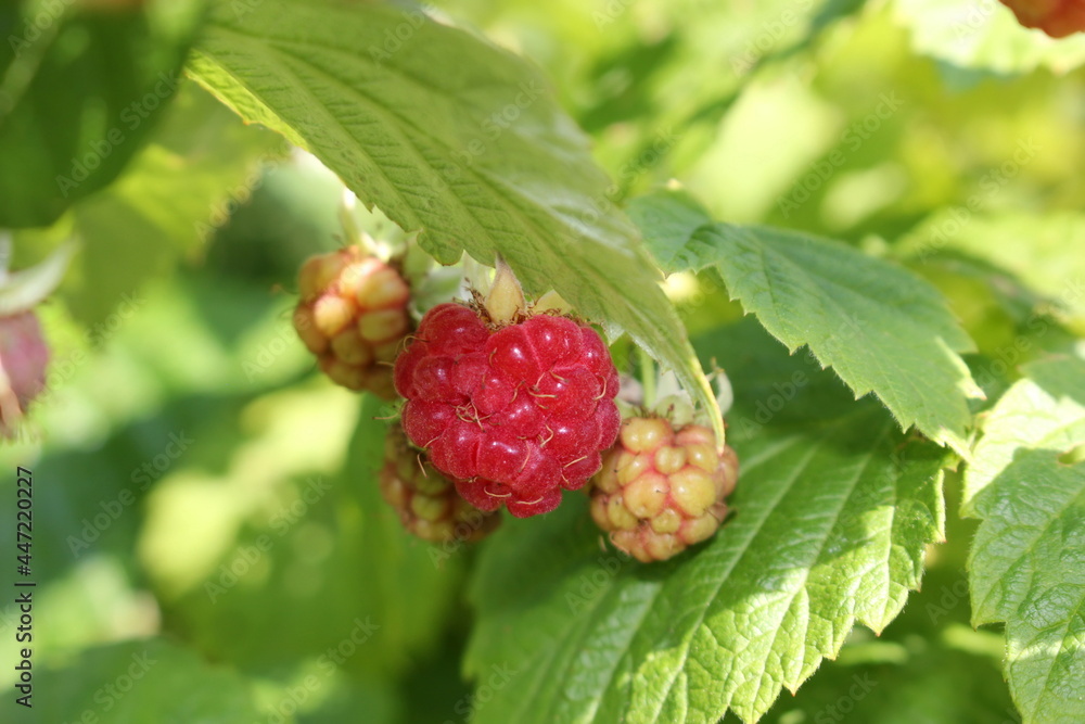 beautiful red raspberry bush growing in the garden beautiful red raspberry bush growing in the garden