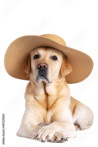 Dog in a hat on an isolated background. Vacation, travel, summer concept.