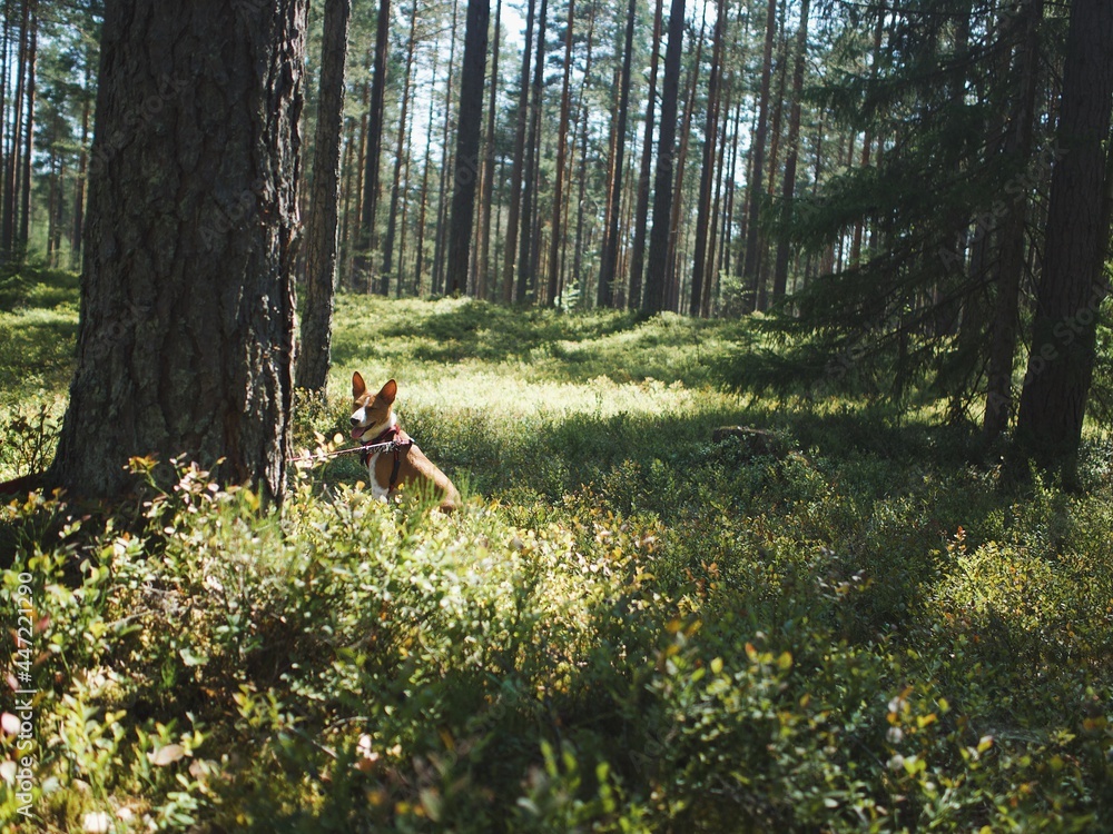 family with dog picking berries in the forest family with dog picking berries in the forest