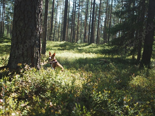 family with dog picking berries in the forest © Maria Davy