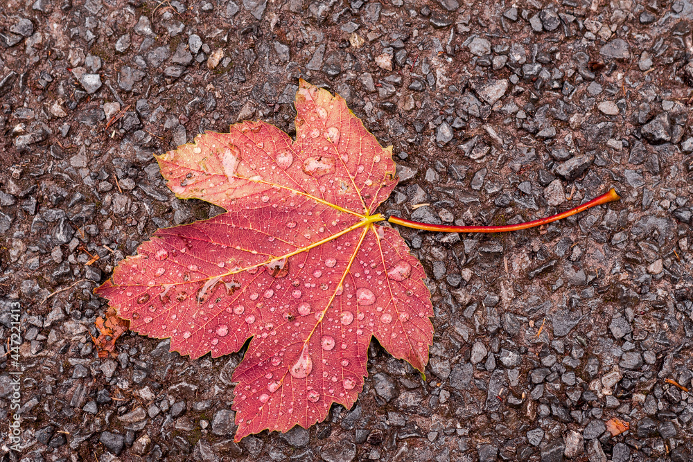 Fallen maple leaf on a dark ground with water droplets