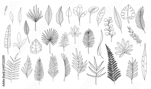 Simple line art tropical leaves. Outline forest palm monstera fern hawaiian leaves. Set hand drawn tropical elements vector illustration.